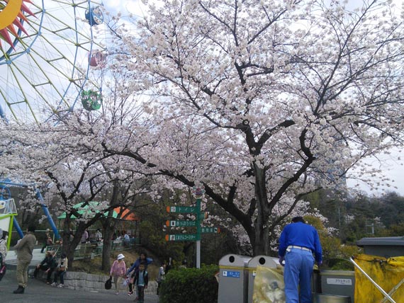 春休みなので名古屋の東山動植物園に行ってみた！桜も綺麗だし家族3人で予算4500円あれば一日中遊べますよっと